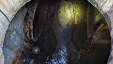 410-pound manatee rescued after getting trapped in Florida storm drain