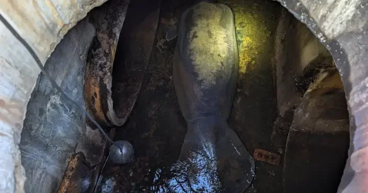 410-pound manatee rescued after getting trapped in Florida storm drain