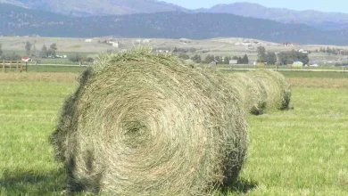 75-year-old suspected of smuggling hay from the north amid FMD outbreak