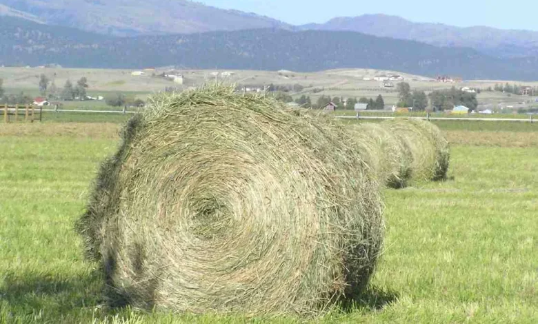 75-year-old suspected of smuggling hay from the north amid FMD outbreak