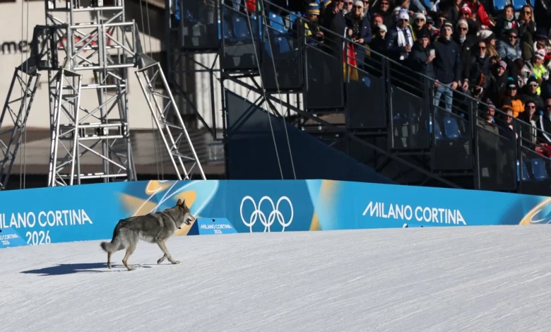 A gate-crashing dog steals the show at the Olympics : NPR