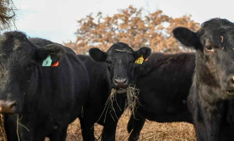 America’s vanishing cattle herd drives 15% price hikes for beef