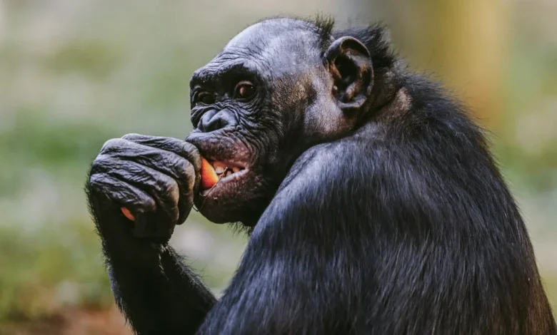 Ape cracks exhibit's glass as it launches at Memphis Zoo visitors