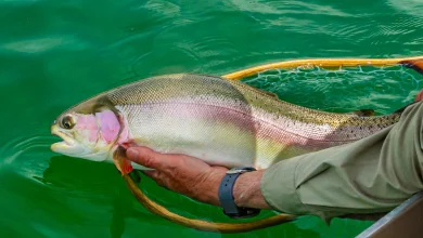 BC freshwater fishing licences move to new online WILD system