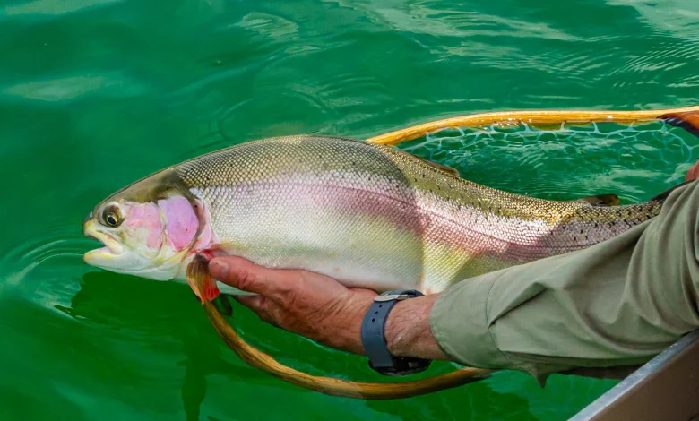 BC freshwater fishing licences move to new online WILD system