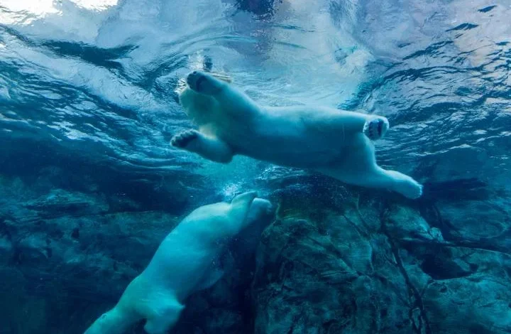 BTC tumbles back to $64,000 as IBM becomes latest AI target