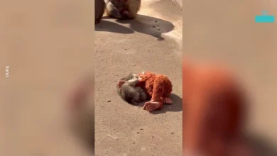 Baby monkey abandoned by mother finds comfort in cuddly orangutan toy