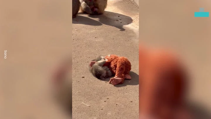 Baby monkey abandoned by mother finds comfort in cuddly orangutan toy