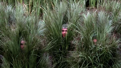 Bad Bunny Bush-People Interview