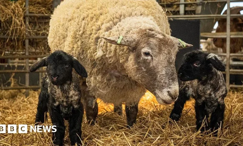 Britain's 'loneliest' sheep gives birth to first lambs