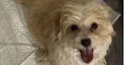 Brookhaven police arrest 19-year-old after dog abuse video circulates online