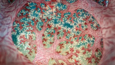 Can You Guess What Creature Won the Close-Up Photographer of the Year Competition?