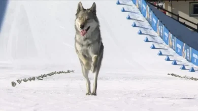 C'mon, give Nazgul the Olympics-crashing wolfdog a medal