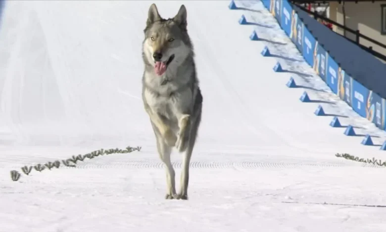 C'mon, give Nazgul the Olympics-crashing wolfdog a medal