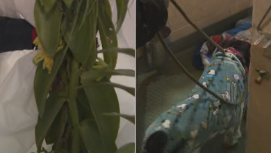 Cold temperatures impact South Florida agriculture as animal shelters scramble to get dogs indoors, into foster care