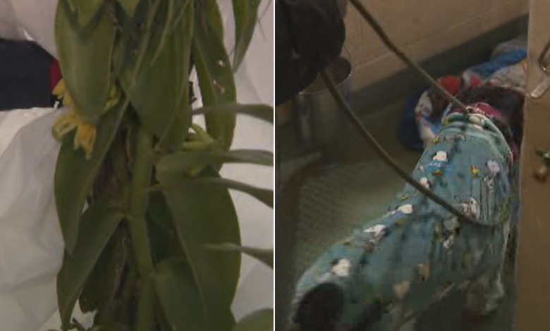 Cold temperatures impact South Florida agriculture as animal shelters scramble to get dogs indoors, into foster care