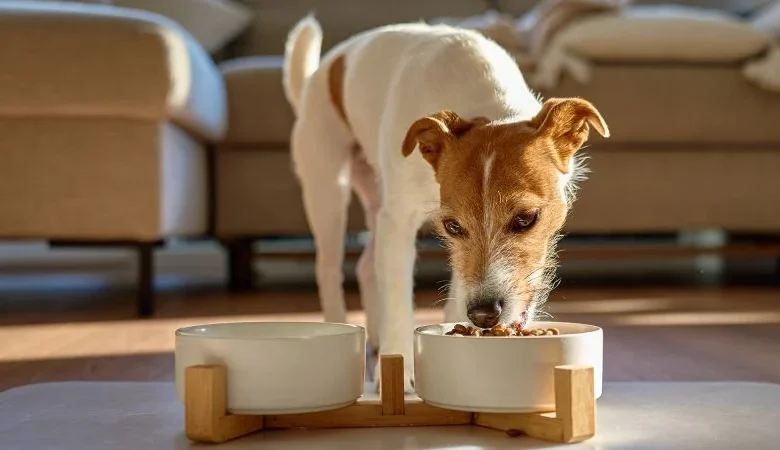Commercial dog food contains ‘alarming’ levels of lead, mercury and other contaminants
