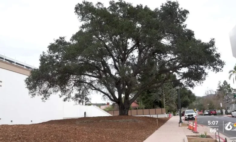 DUI checkpoints, Adam Sandler in SB, and John Madden’s influence at Cal Poly