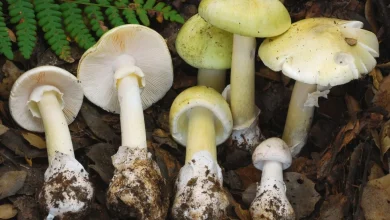 Death cap mushrooms have killed 4 people in California where they are proliferating