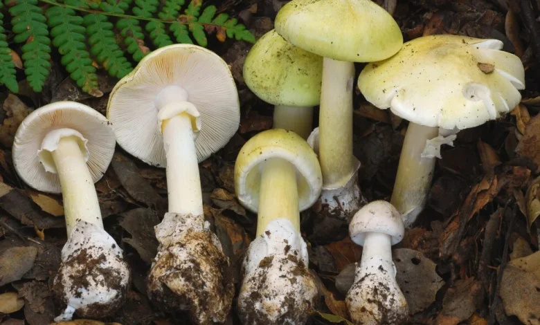 Death cap mushrooms have killed 4 people in California where they are proliferating