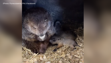 Did you know Punxsutawney Phil is a dad? What we know about his kids on Groundhog Day.