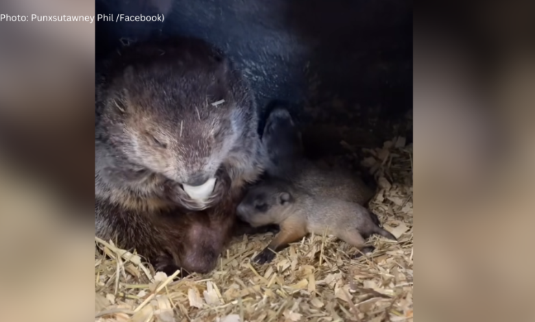 Did you know Punxsutawney Phil is a dad? What we know about his kids on Groundhog Day.