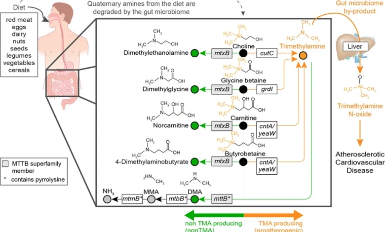 Do Gut Microbes Shape Heart Health?
