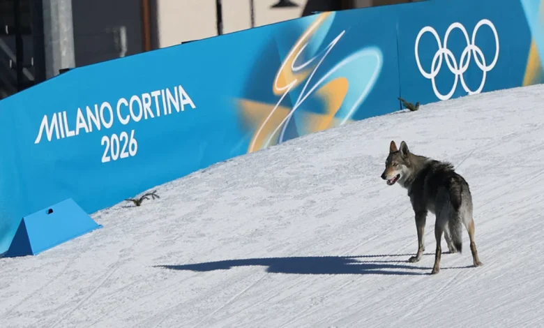Dog Crashes Olympic Cross-Country Ski Race, Steals Show With Photo-Finish Sprint