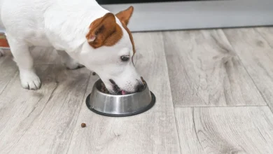 Dog Owners May Want to Switch Up Their Kibble
