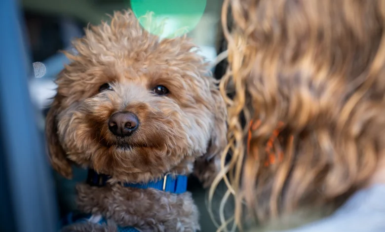 Dog abandoned at airport ticket counter is adopted by responding officer - The Washington Post