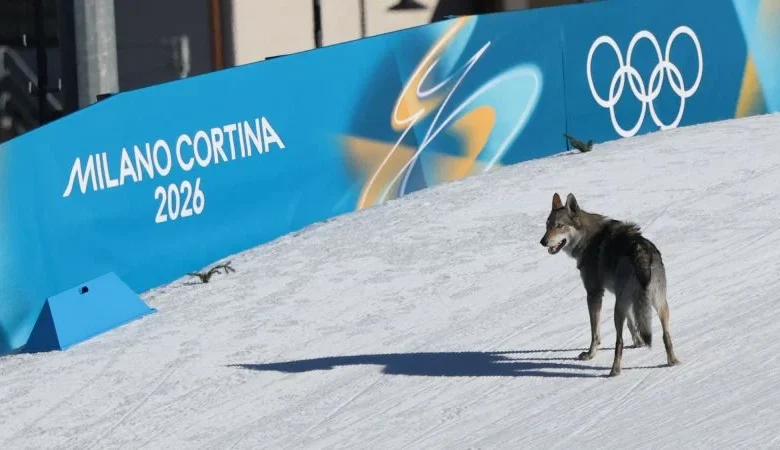 Dog makes unexpected Winter Olympics debut during cross-country ski finish