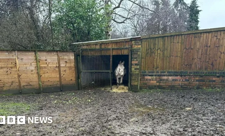 Donkey sanctuary closes to public due to £50k weather damage