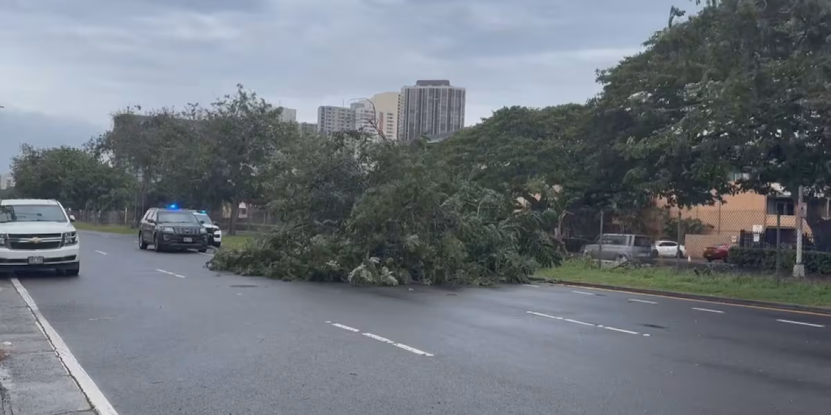 Downed trees, power outages from powerful winds reported across Hawaii