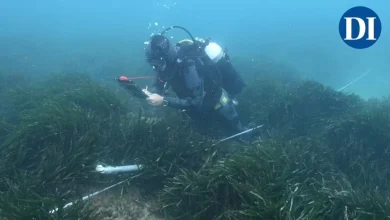 El GEN-GOB constata el deterioro de 17 de las 18 praderas de posidonia analizadas en Ibiza