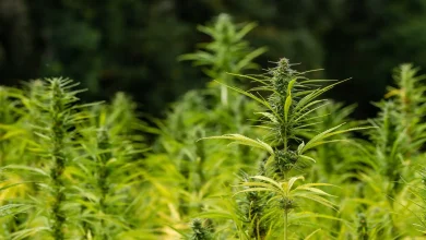 FDA Misses Deadline To Publish Cannabinoid List And Define Hemp 'Containers,' Drawing Industry Criticism