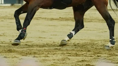 FEI Launches Investigation After Altercation In Doha Warm-Up