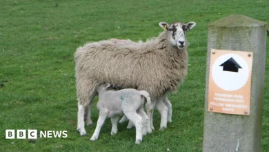 Farmer backs council plea to stop livestock attacks
