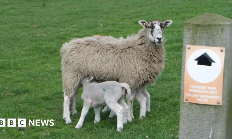 Farmer backs council plea to stop livestock attacks