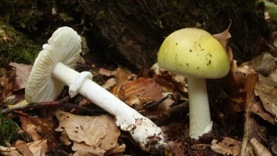 Four dead and three receive liver transplants after eating death cap mushrooms in California