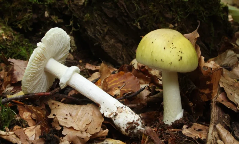 Four dead and three receive liver transplants after eating death cap mushrooms in California