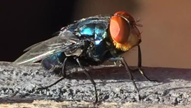 Gov. Abbott issues disaster declaration as New World screwworm continues to inch closer to the border