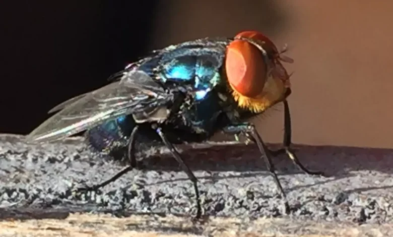 Gov. Abbott issues disaster declaration as New World screwworm continues to inch closer to the border