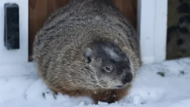 Groundhog Day 2026: Willie, Fred, but not Sam to make predictions on spring’s arrival