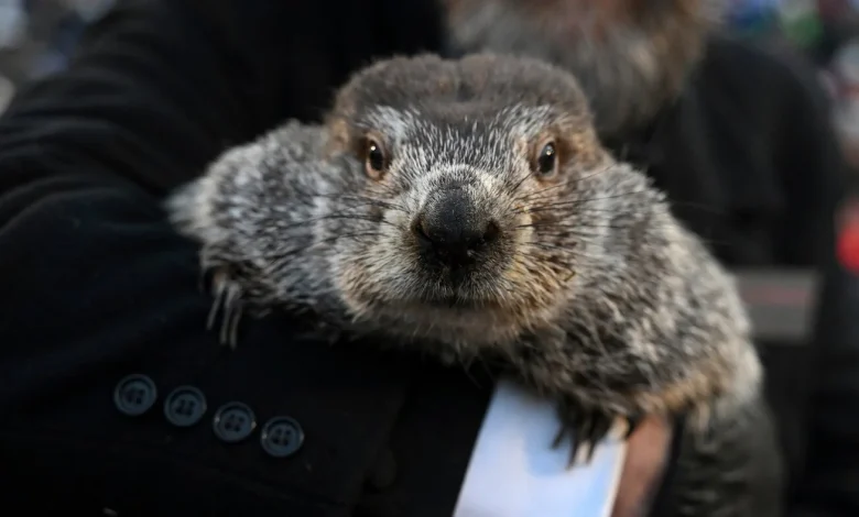 Groundhog Day puts Punxsutawney Phil's forecast about winter's length in the spotlight : NPR