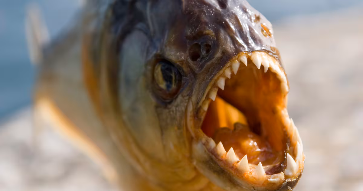 Hip Hop Legend Says He Underwent Heart Transplant