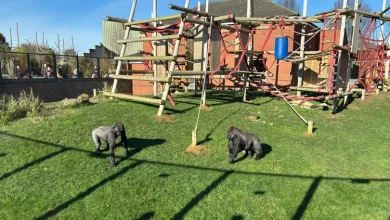 I took my family to this lesser-known zoo just 30 minutes from Birmingham and we can't wait to go back