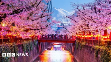 Japan cherry blossom festival cancelled over badly behaved tourists