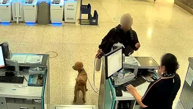 JetBlue Passenger Abandons Fake Service Dog At Airport When Told He Couldn't Fly: "He'll Find His Way Home"