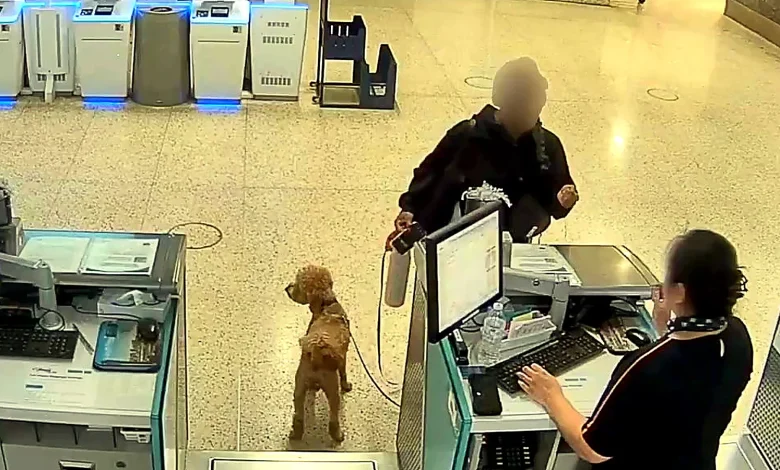 JetBlue Passenger Abandons Fake Service Dog At Airport When Told He Couldn't Fly: "He'll Find His Way Home"