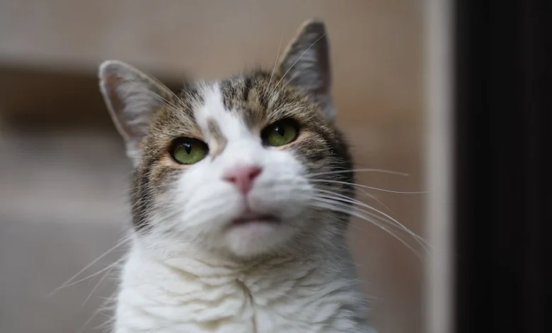 Larry the Cat celebrates 15 years as Downing Street’s chief mouser | ITV News